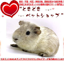 イングリッシュモルモット