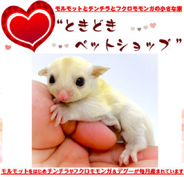 フクロモモンガ