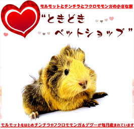 アビシニアンモルモット