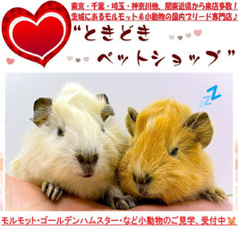 アビシニアンモルモット
