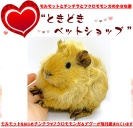 アビシニアンモルモット