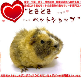 テディモルモット