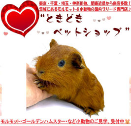 イングリッシュモルモット