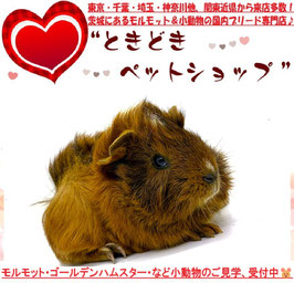 アビシニアンモルモット