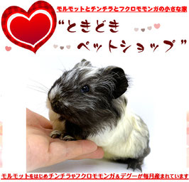 シェルティモルモット
