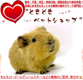 テディモルモット
