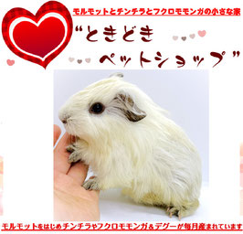 シェルティモルモット