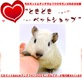 テディモルモット