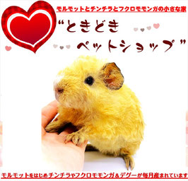 テディモルモット