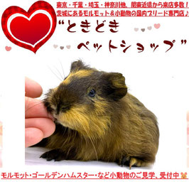 シェルティモルモット