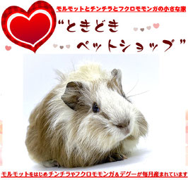アビシニアンモルモット