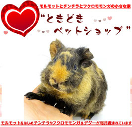 テディモルモット