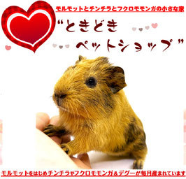 アビシニアンモルモット