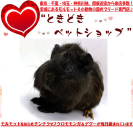 アビシニアンモルモット