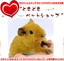 テディモルモット