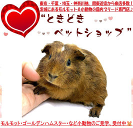 イングリッシュモルモット
