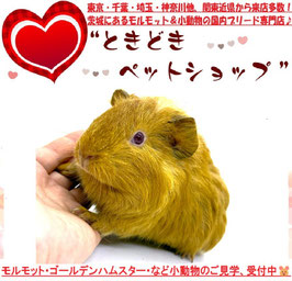シェルティモルモット