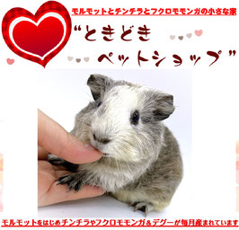 イングリッシュモルモット