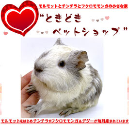 シェルティモルモット