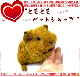 テディモルモット