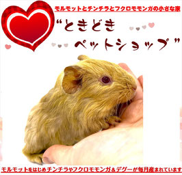 シェルティモルモット