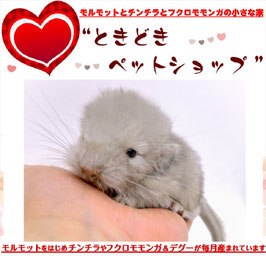 チンチラ 小動物