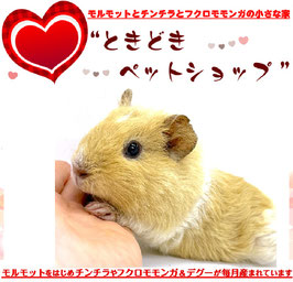 テディモルモット