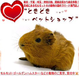イングリッシュモルモット