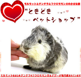 アビシニアンモルモット