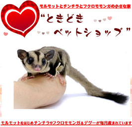 フクロモモンガ