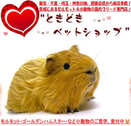シェルティモルモット
