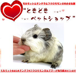 シェルティモルモット