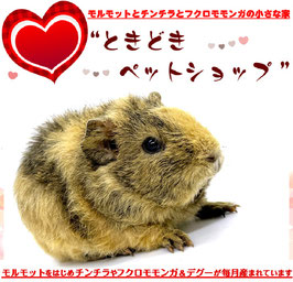 テディモルモット