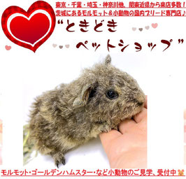 テディモルモット