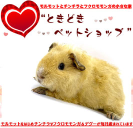 テディモルモット