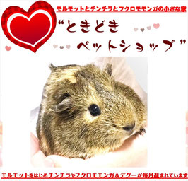 アビシニアンモルモット