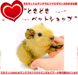 テディモルモット