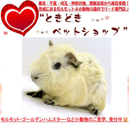 アビシニアンモルモット