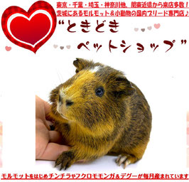 イングリッシュモルモット