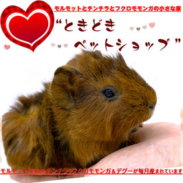 アビシニアンモルモット