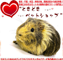 シェルティモルモット