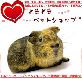 イングリッシュモルモット