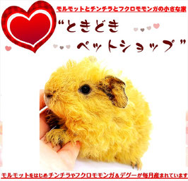 テディモルモット