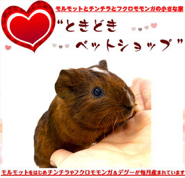 イングリッシュモルモット