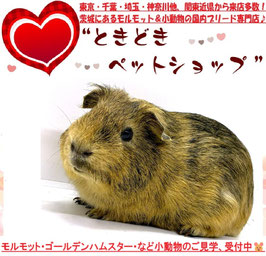 イングリッシュモルモット