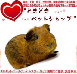 イングリッシュモルモット