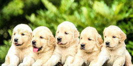 犬を迎える前の最終チェック判断（1件）