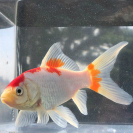 ご確認ください 観賞魚の通信販売 川村淡水魚販売