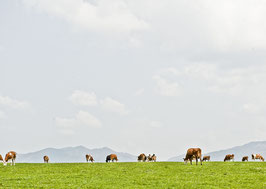 Postkarte: Kuhpanorama