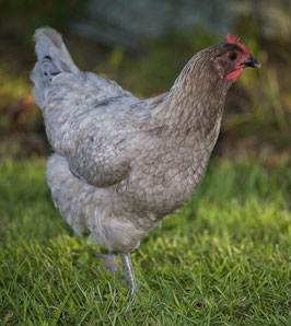 Poule pondeuse Cendrée